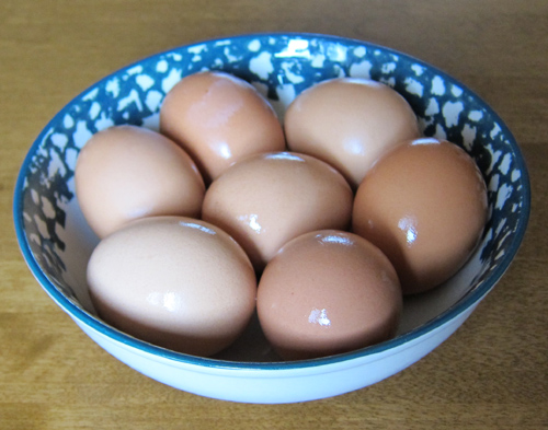 brown eggs in shell